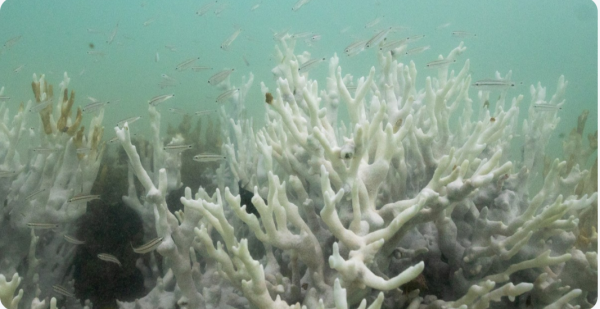 保利配资 世界达到第一个气候临界点，珊瑚礁面临“团灭”